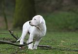 DOGUE ARGENTIN 310